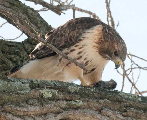 Red Tail 4