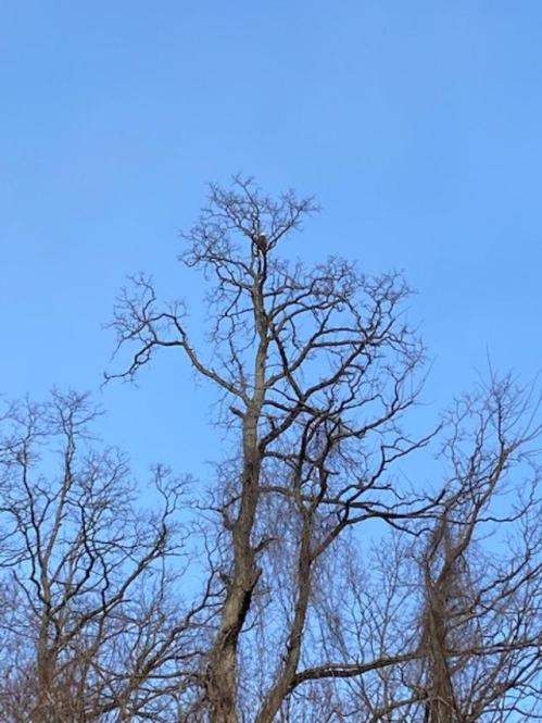 Eagle at Verplanck